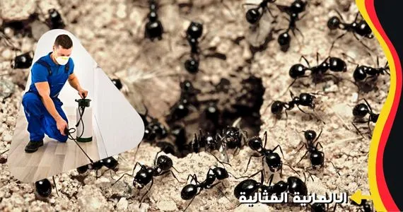 افضل شركة مكافحة النمل الاسود بجازان