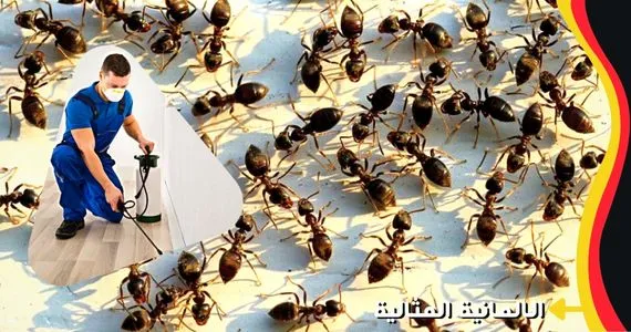 شركة مكافحة النمل الاسود بجازان